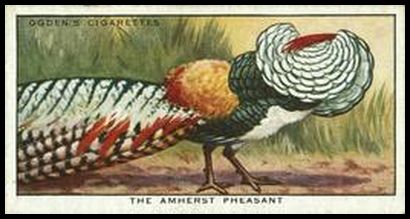 33 Amherst Pheasant